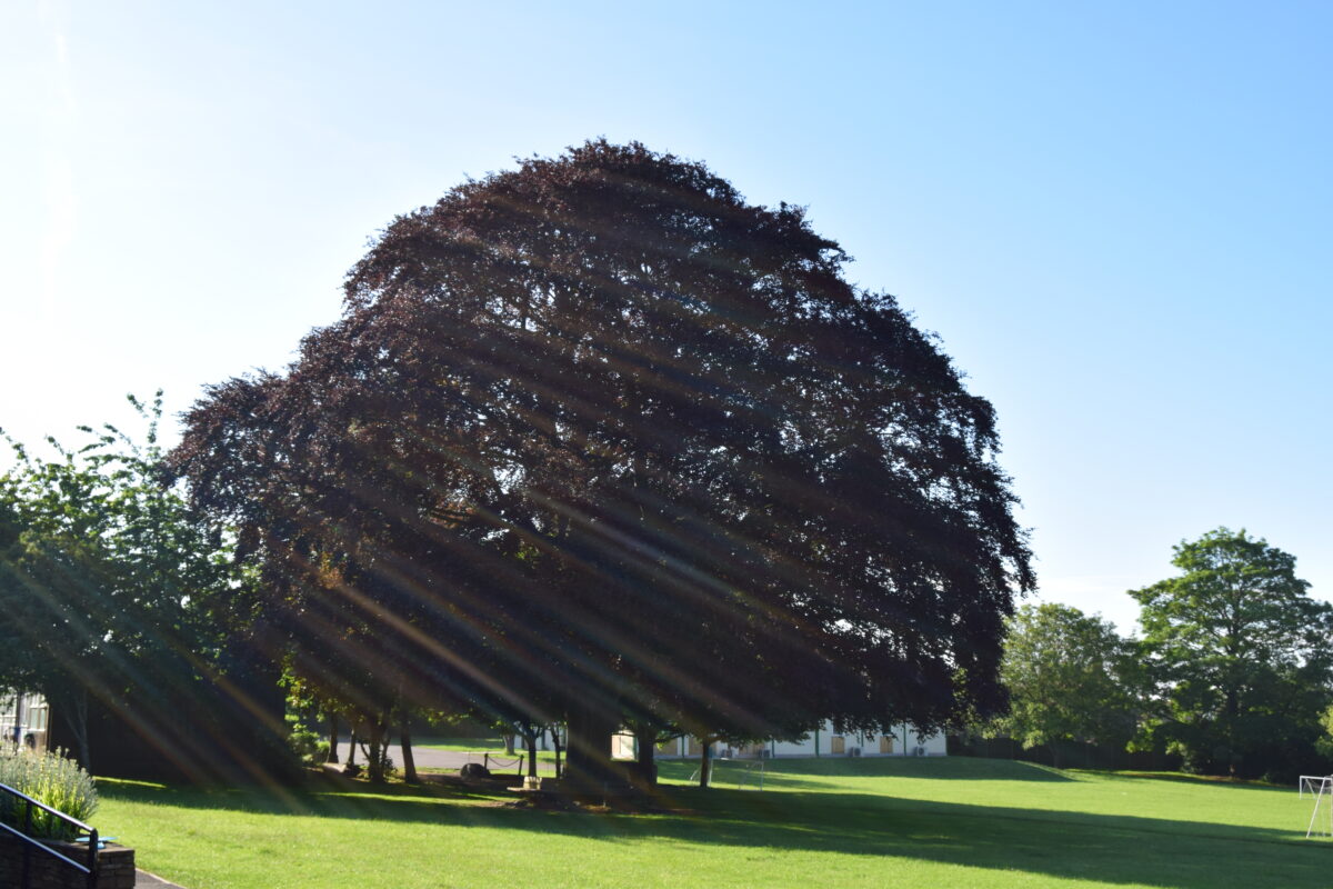 Our Christ Church Beech Tree - Christ Church CofE (VC) Primary School